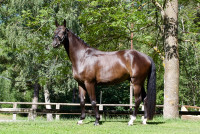 Vente de cheval : Fly Away